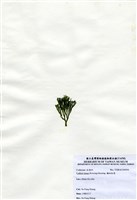 藏品(纖細松藻)的圖片
